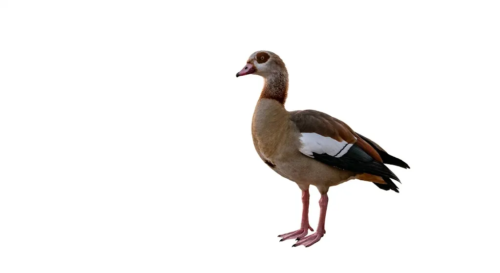 بط